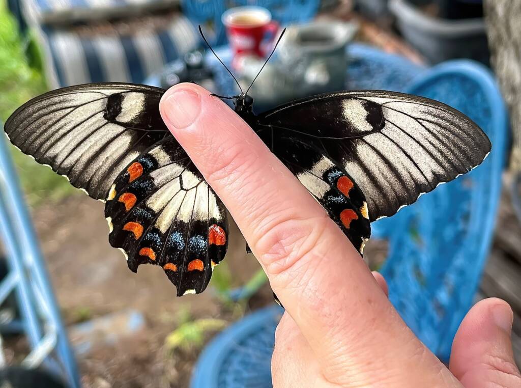 Female Orchard Swallowtail (Papilio aegeus), Roma QLD © Dianne Bickers