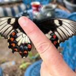 Female Orchard Swallowtail (Papilio aegeus), Roma QLD © Dianne Bickers