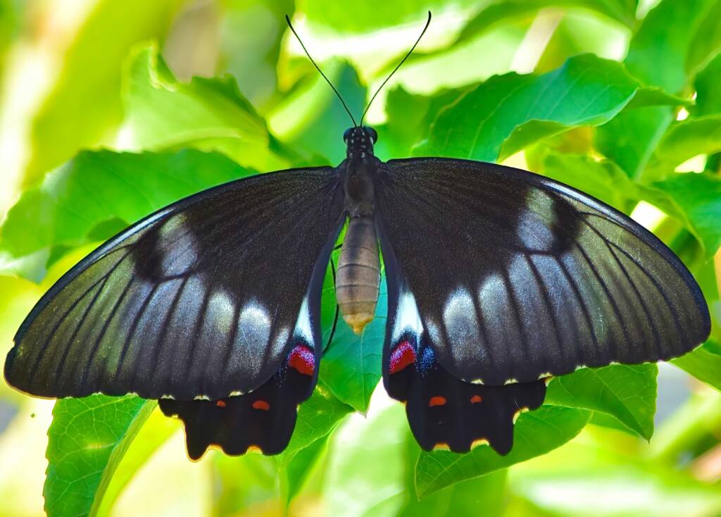 Recently eclosed Female Orchard Swallowtail (Papilio aegeus), Roma QLD © Dianne Bickers