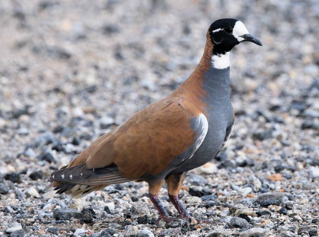 Male Flock Bronzewing (Phaps histrionica) at Alice Springs Sewage Ponds NT © Dorothy Latimer