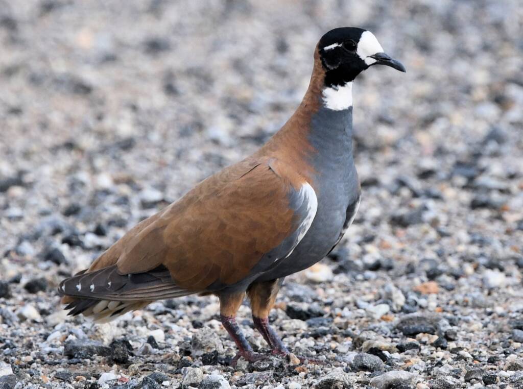 Male Flock Bronzewing (Phaps histrionica) at Alice Springs Sewage Ponds NT © Dorothy Latimer