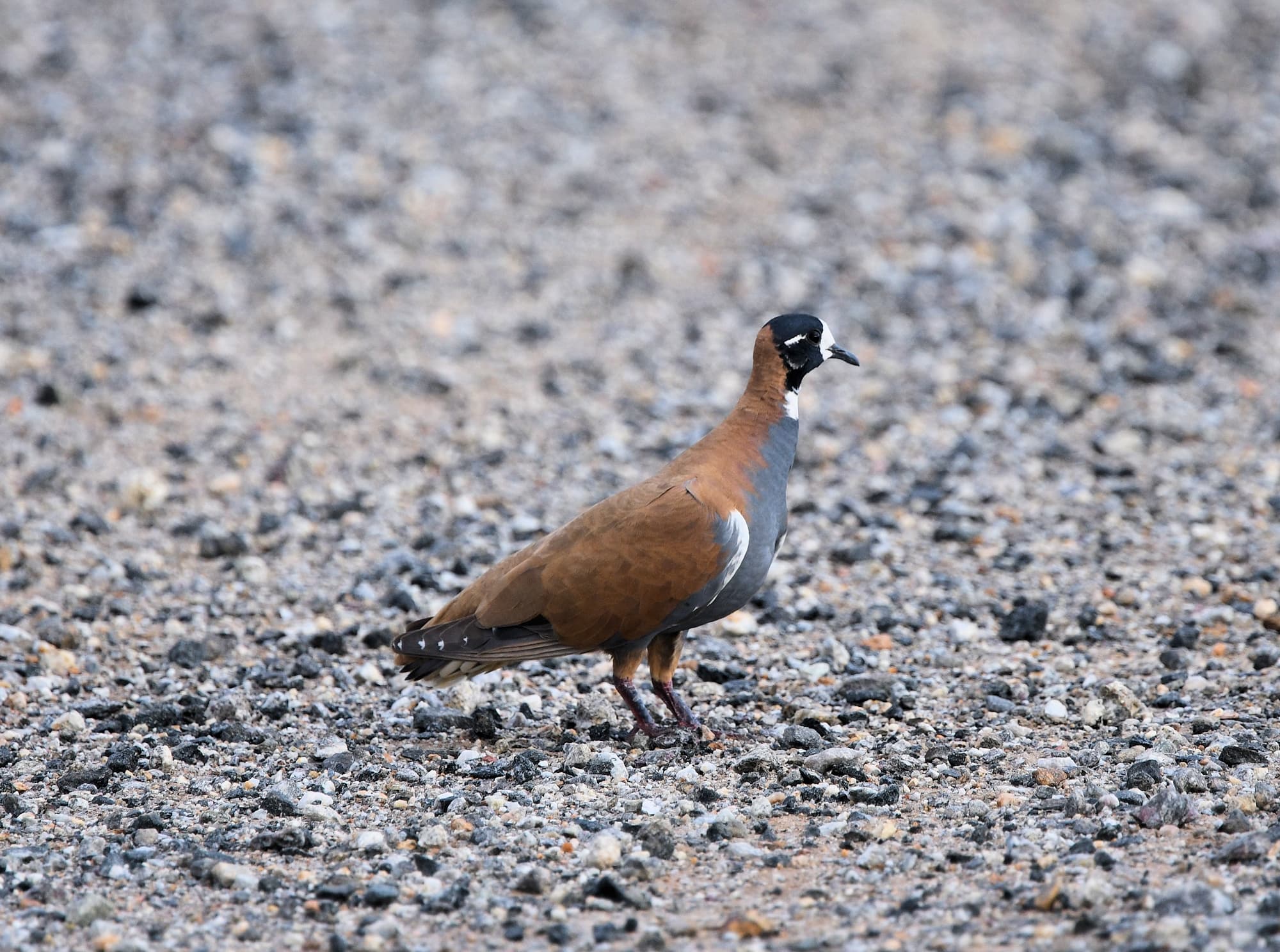 Male Flock Bronzewing (Phaps histrionica) at Alice Springs Sewage Ponds NT © Dorothy Latimer