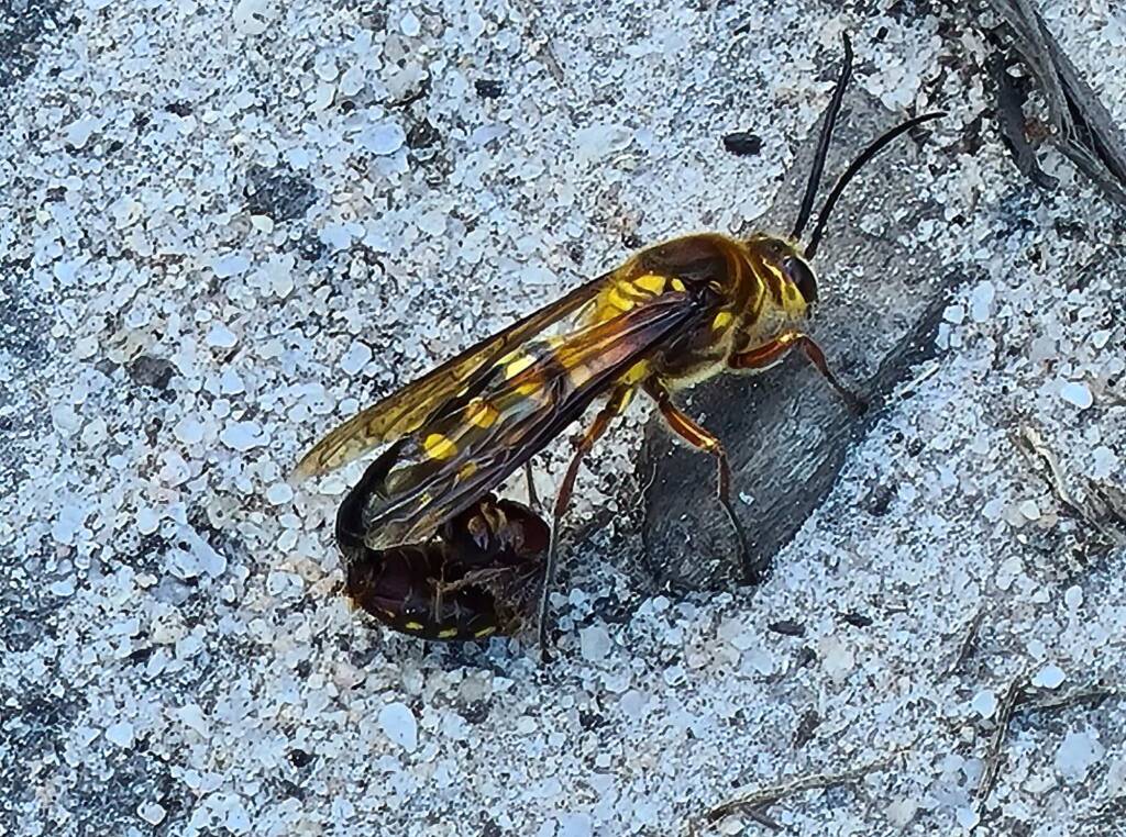 Thynnid Wasps mating, Gippsland VIC © Wendy Calway
