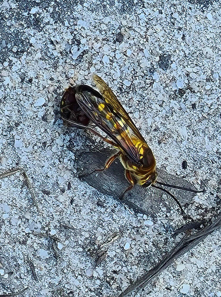 Thynnid Wasps mating, Gippsland VIC © Wendy Calway