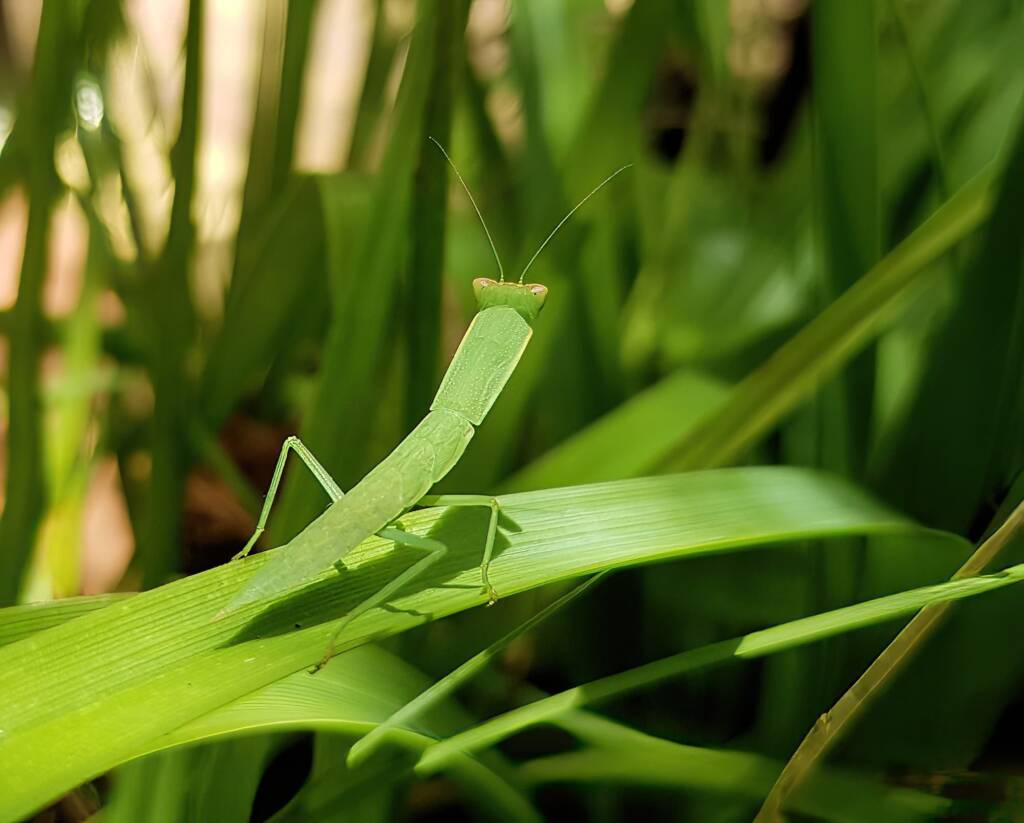 Garden Mantis (Orthodera ministralis), Alice Springs NT