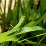Garden Mantis (Orthodera ministralis), Alice Springs NT