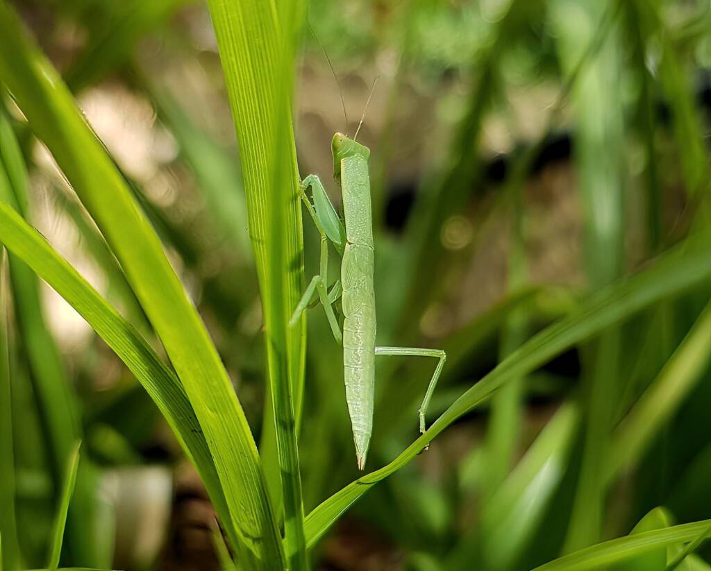 Garden Mantis (Orthodera ministralis), Alice Springs NT