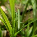 Garden Mantis (Orthodera ministralis), Alice Springs NT