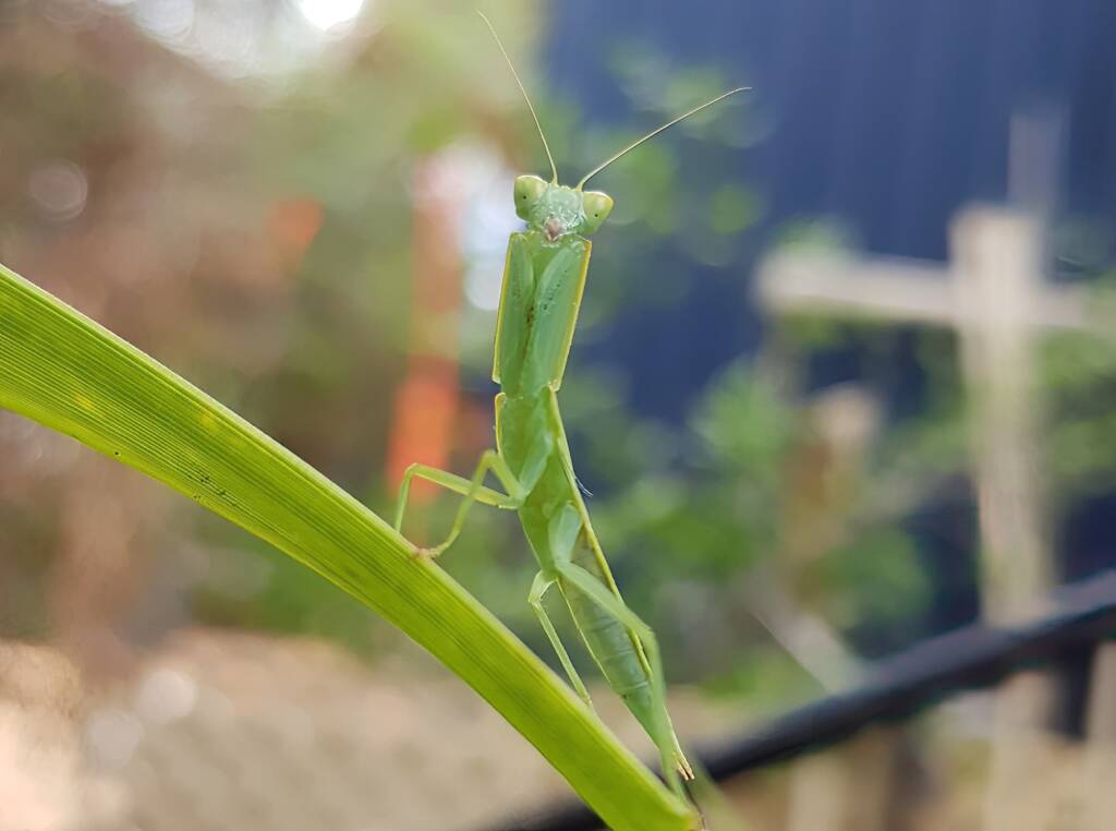 Garden Mantis (Orthodera ministralis), Alice Springs NT