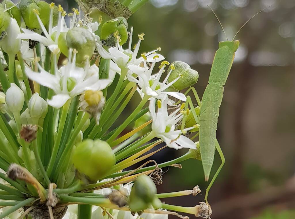 Garden Mantis (Orthodera ministralis), Alice Springs NT