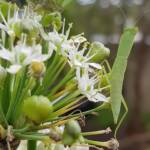 Garden Mantis (Orthodera ministralis), Alice Springs NT