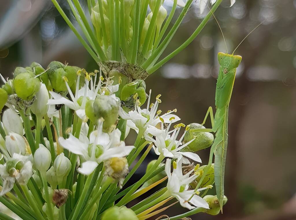 Garden Mantis (Orthodera ministralis), Alice Springs NT