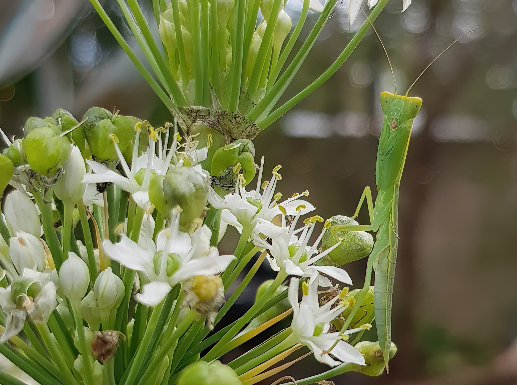 Garden Mantis (Orthodera ministralis), Alice Springs NT