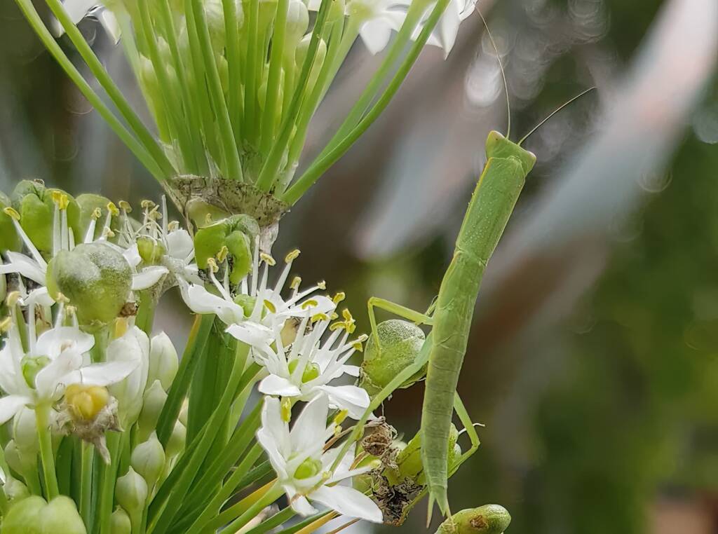 Garden Mantis (Orthodera ministralis), Alice Springs NT