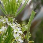 Garden Mantis (Orthodera ministralis), Alice Springs NT