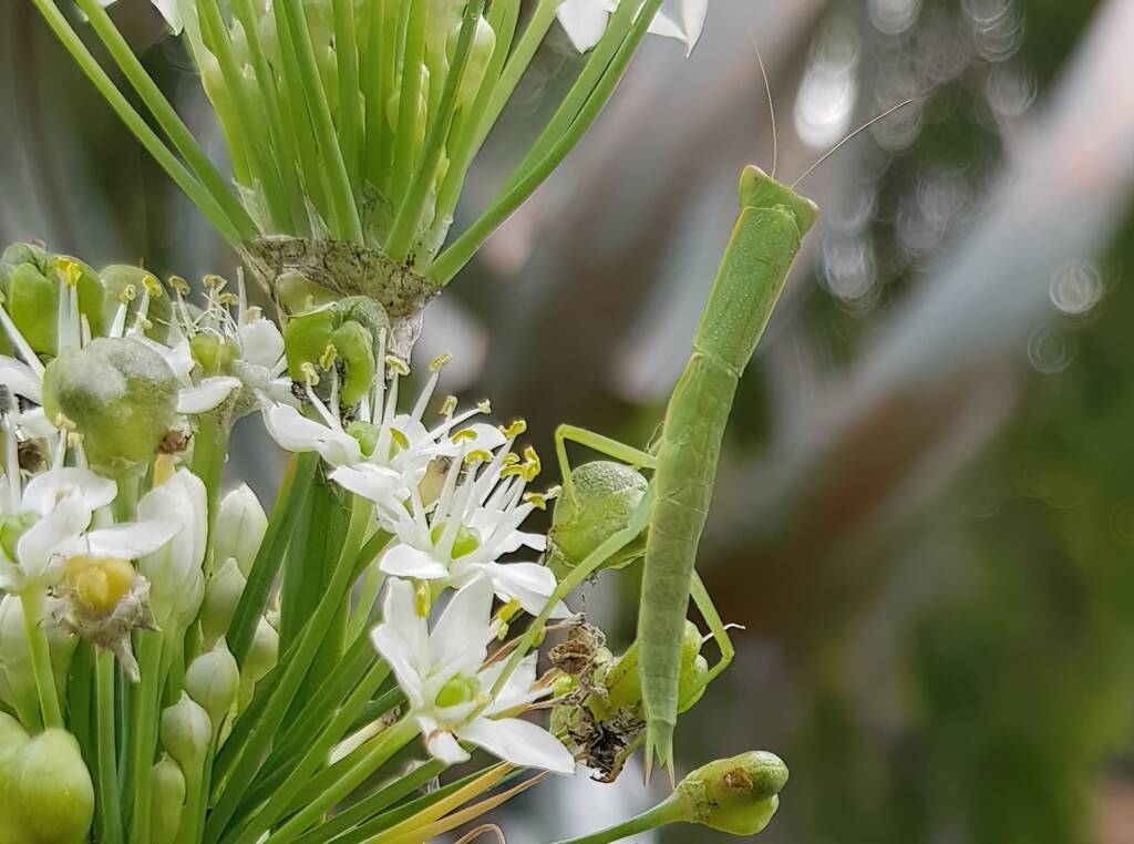 Garden Mantis (Orthodera ministralis), Alice Springs NT
