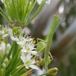Garden Mantis (Orthodera ministralis), Alice Springs NT