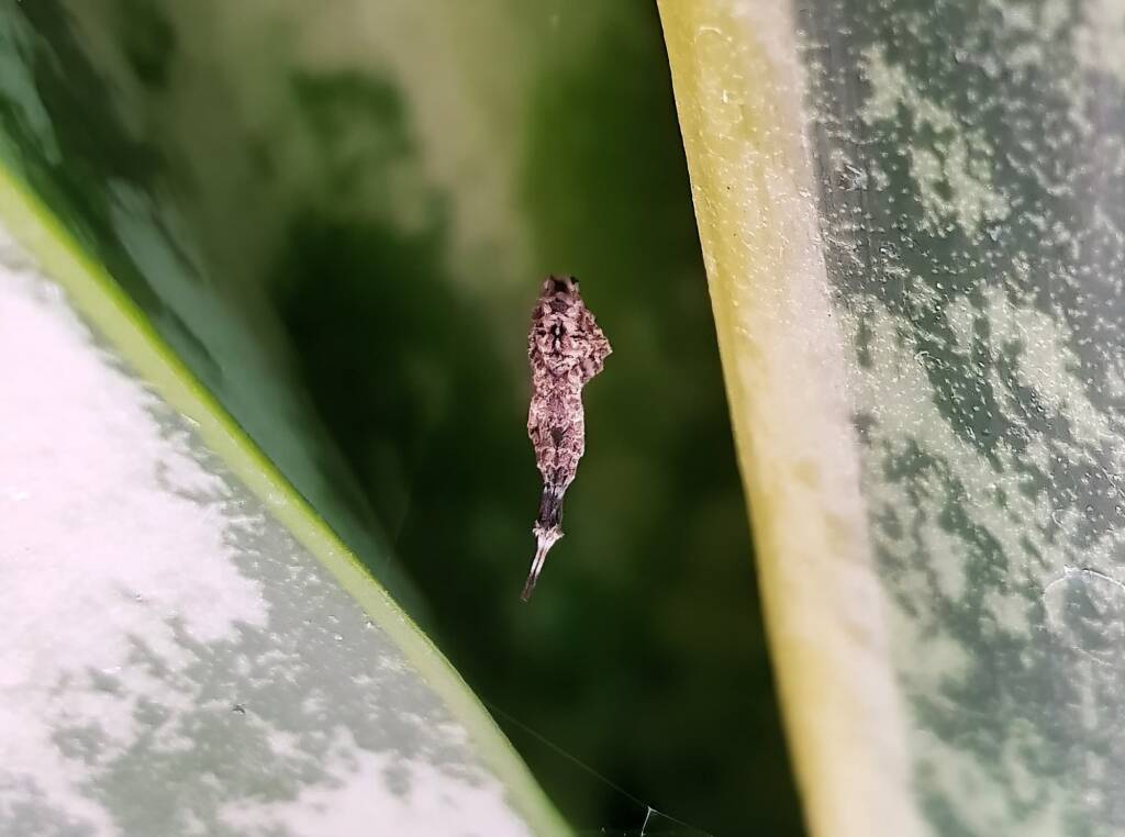 Hackled Orb-weaver (family Uloboridae), Alice Springs, NT