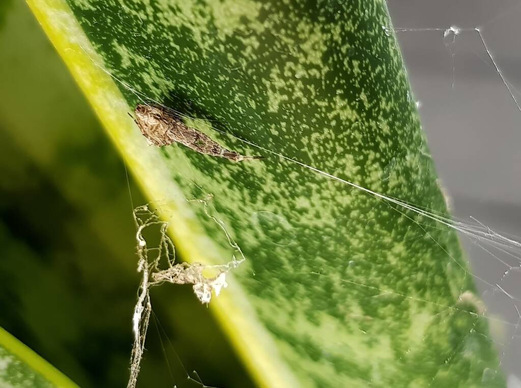 Hackled Orb-weaver (family Uloboridae), Alice Springs, NT