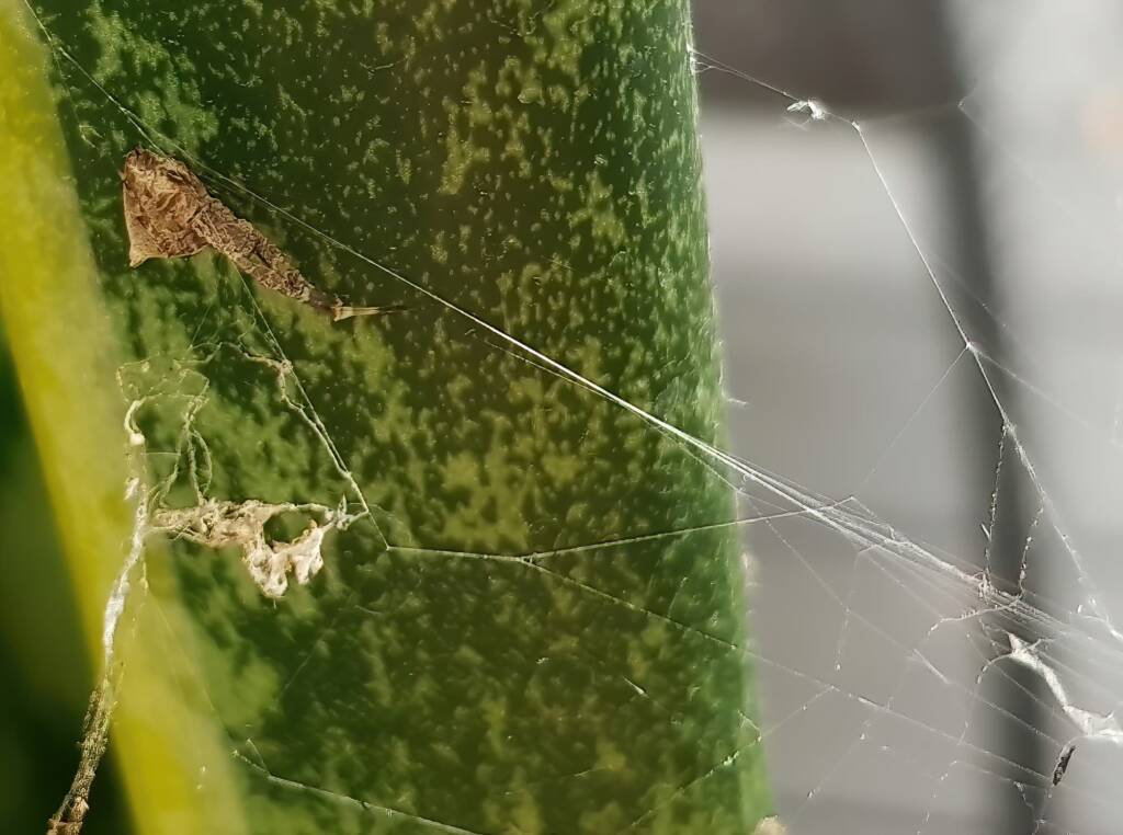 Hackled Orb-weaver (family Uloboridae), Alice Springs, NT