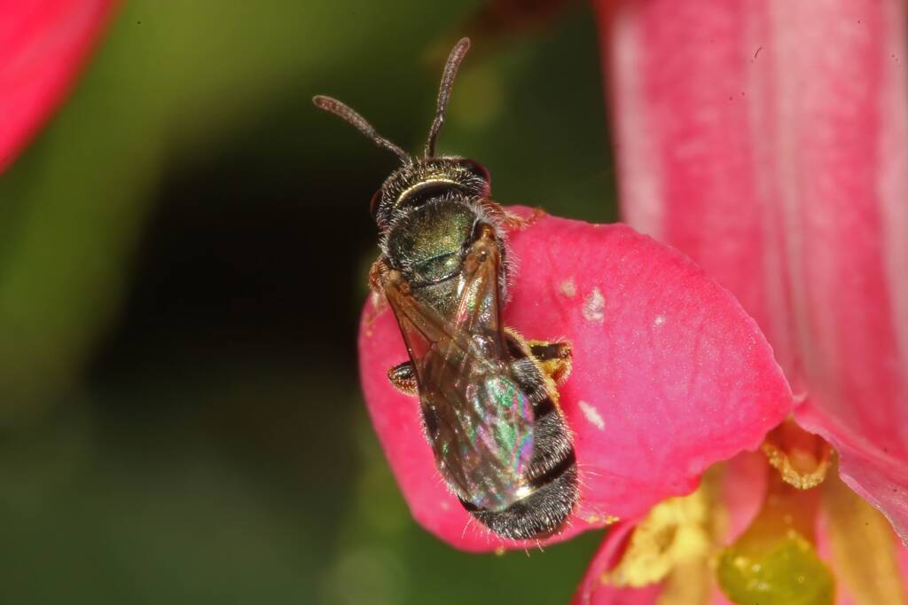 Homalictus urbanus on Escalloniaceae, Ballandean QLD © Marc Newman