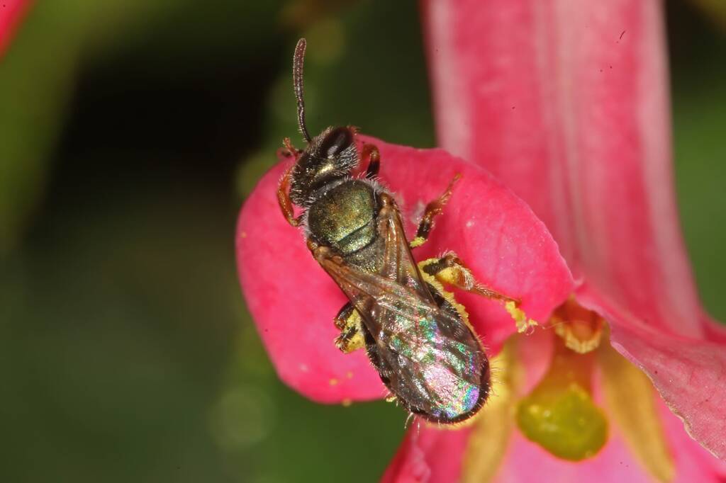 Homalictus urbanus on Escalloniaceae, Ballandean QLD © Marc Newman