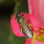 Homalictus urbanus on Escalloniaceae, Ballandean QLD © Marc Newman