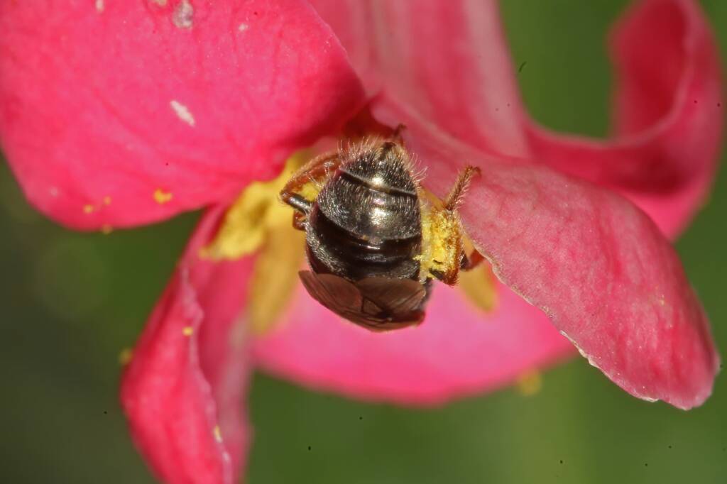 Homalictus urbanus on Escalloniaceae, Ballandean QLD © Marc Newman