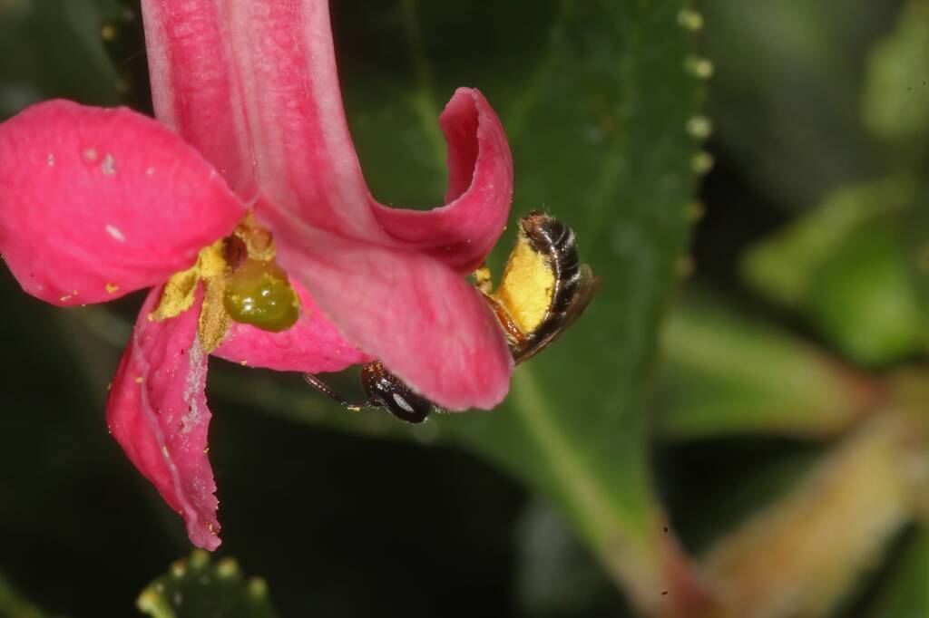 Homalictus urbanus on Escalloniaceae, Ballandean QLD © Marc Newman
