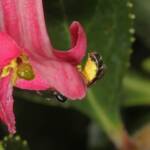 Homalictus urbanus on Escalloniaceae, Ballandean QLD © Marc Newman