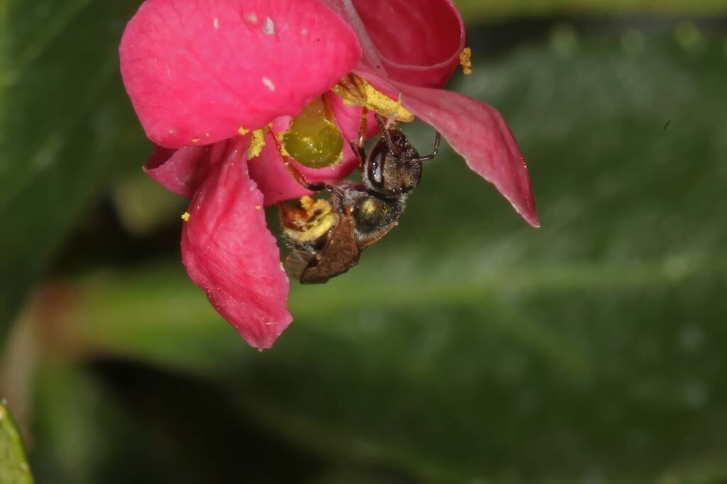 Homalictus urbanus on Escalloniaceae, Ballandean QLD © Marc Newman