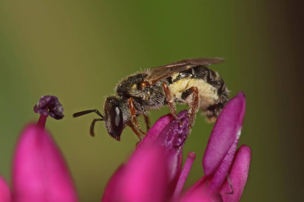 Female Homalictus urbanus on Hebe, Ballandean QLD © Marc Newman