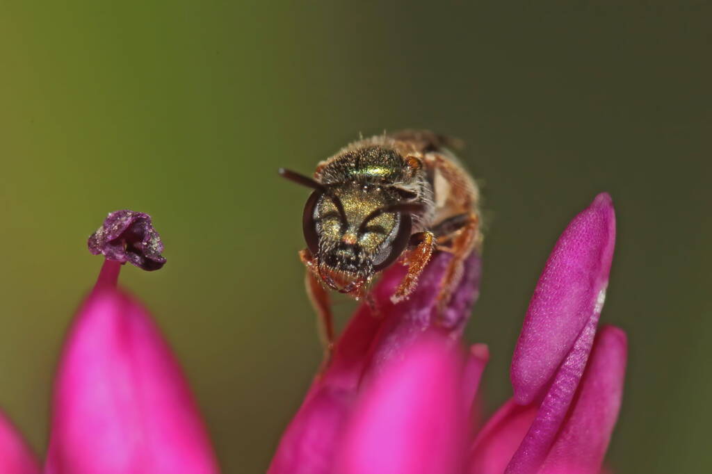 Female Lasioglossum (Homalictus) urbanum on Hebe, Ballandean QLD © Marc Newman