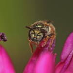 Female Lasioglossum (Homalictus) urbanum on Hebe, Ballandean QLD © Marc Newman
