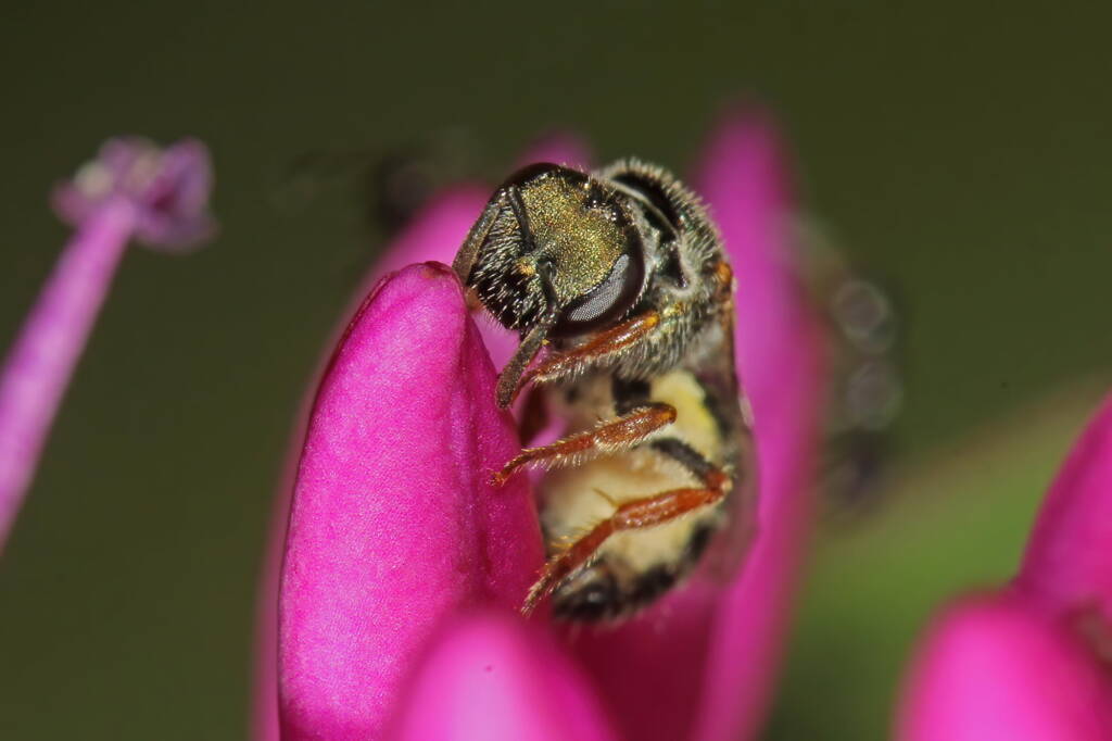 Female Homalictus urbanus on Hebe, Ballandean QLD © Marc Newman