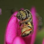 Female Homalictus urbanus on Hebe, Ballandean QLD © Marc Newman