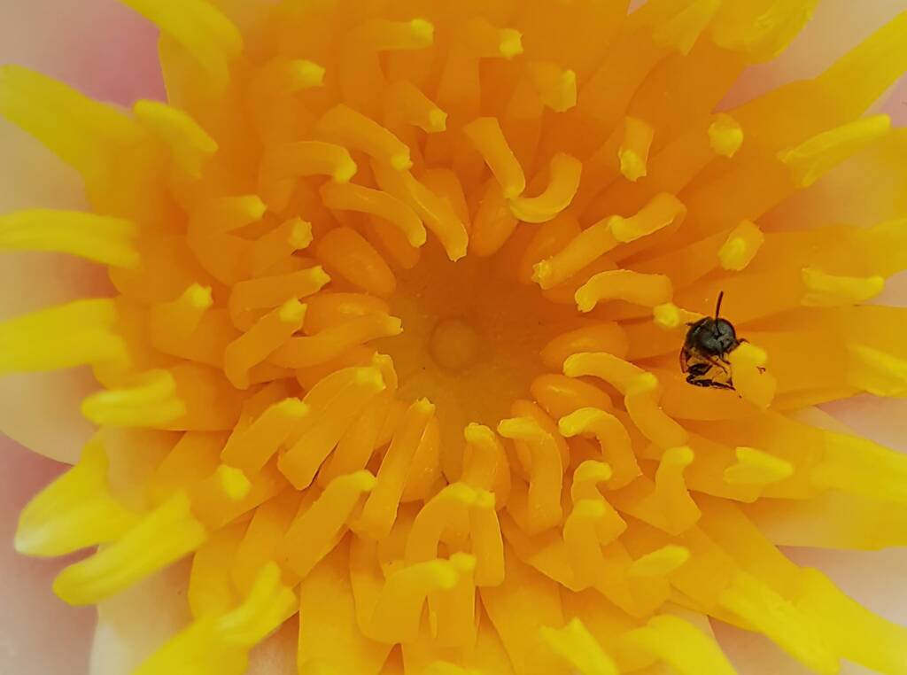 Lasioglossum (Homalictus) urbanum, Alice Springs, NT