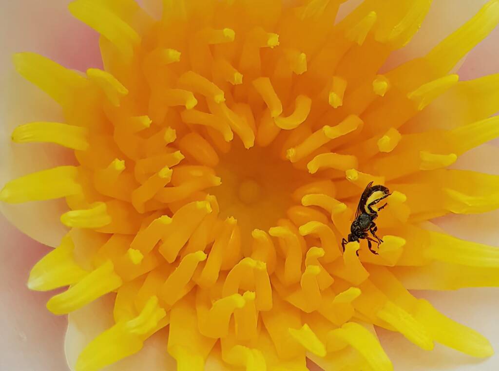 Lasioglossum (Homalictus) urbanum, Alice Springs, NT