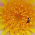 Lasioglossum (Homalictus) urbanum, Alice Springs, NT