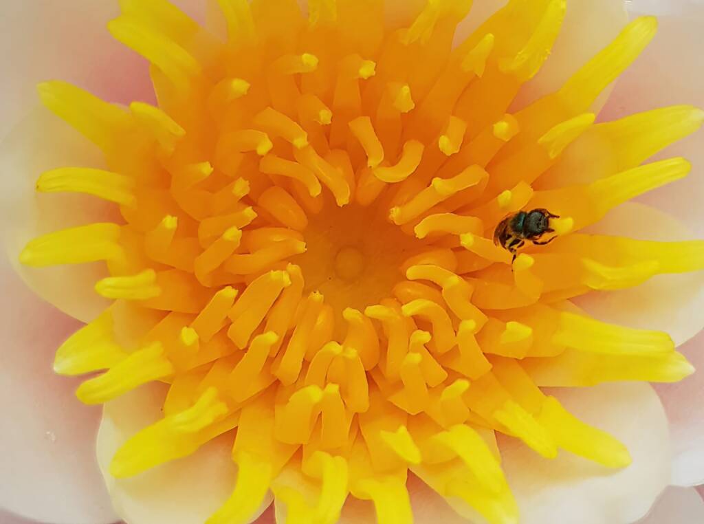 Lasioglossum (Homalictus) urbanum, Alice Springs, NT