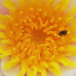 Lasioglossum (Homalictus) urbanum, Alice Springs, NT
