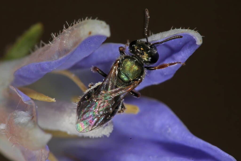 Female Homalictus urbanus on Wahlenbergia, Severnlea QLD © Marc Newman