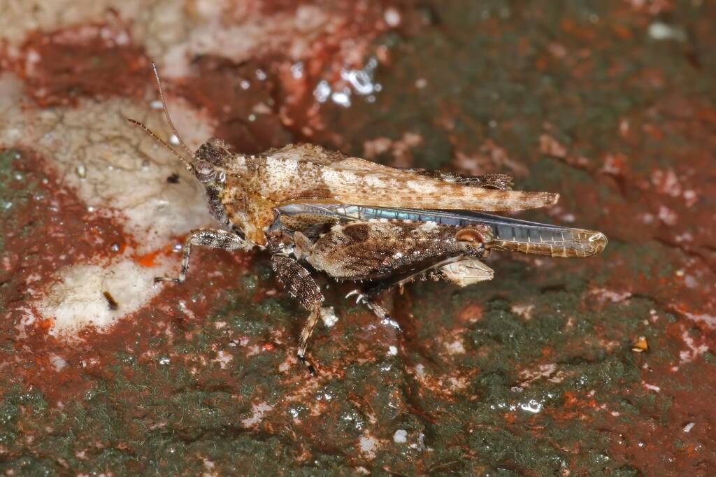 Hopper - Life in the Gnammas, Girraween QLD