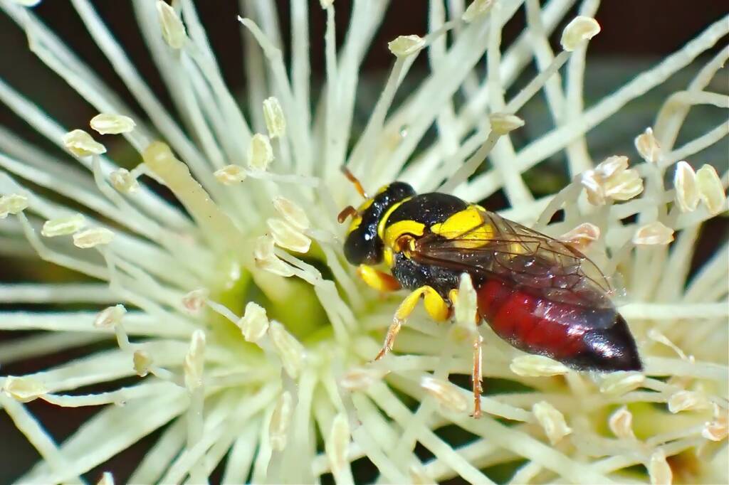 Hylaeus elegans on Eucalyptus platypus © Gary Taylor