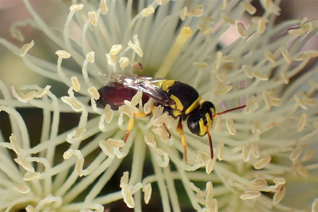 Hylaeu elegans on the Eucalyptus platypus, Midwest WA © Gary Taylor