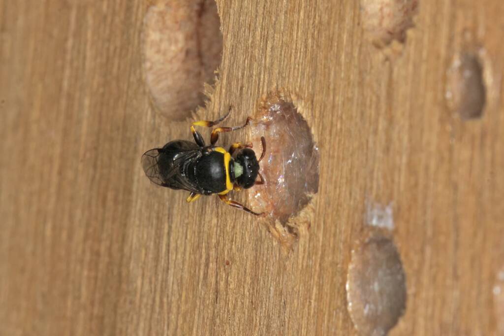 Hylaeus (Gnathoprosopis) euxanthus, Ballandean QLD © Marc Newman
