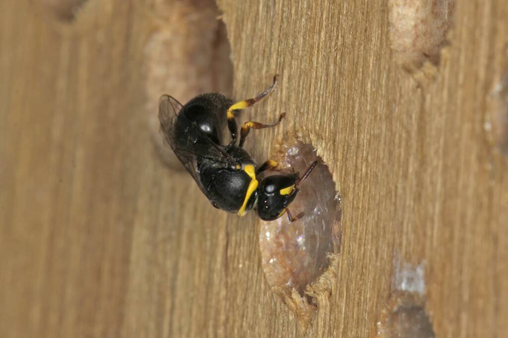 Hylaeus (Gnathoprosopis) euxanthus, Ballandean QLD © Marc Newman