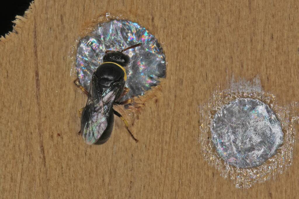 Hylaeus (Gnathoprosopis) euxanthus, Ballandean QLD © Marc Newman