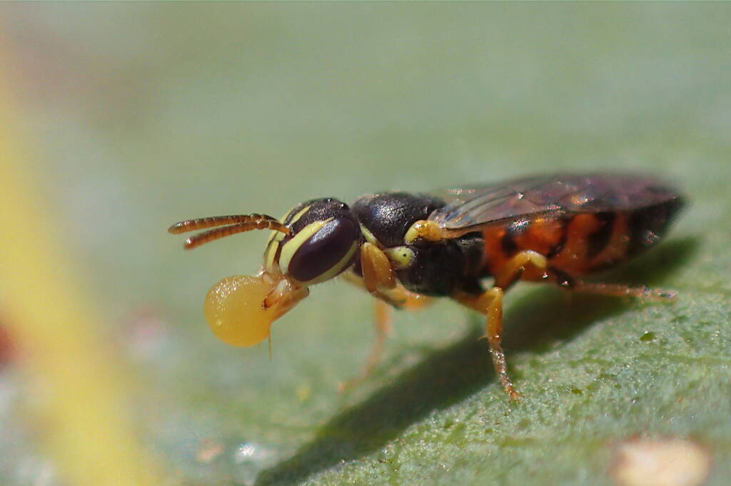 Hylaeus (Prosopisteron) vittatifrons, Midwest WA © Gary Taylor