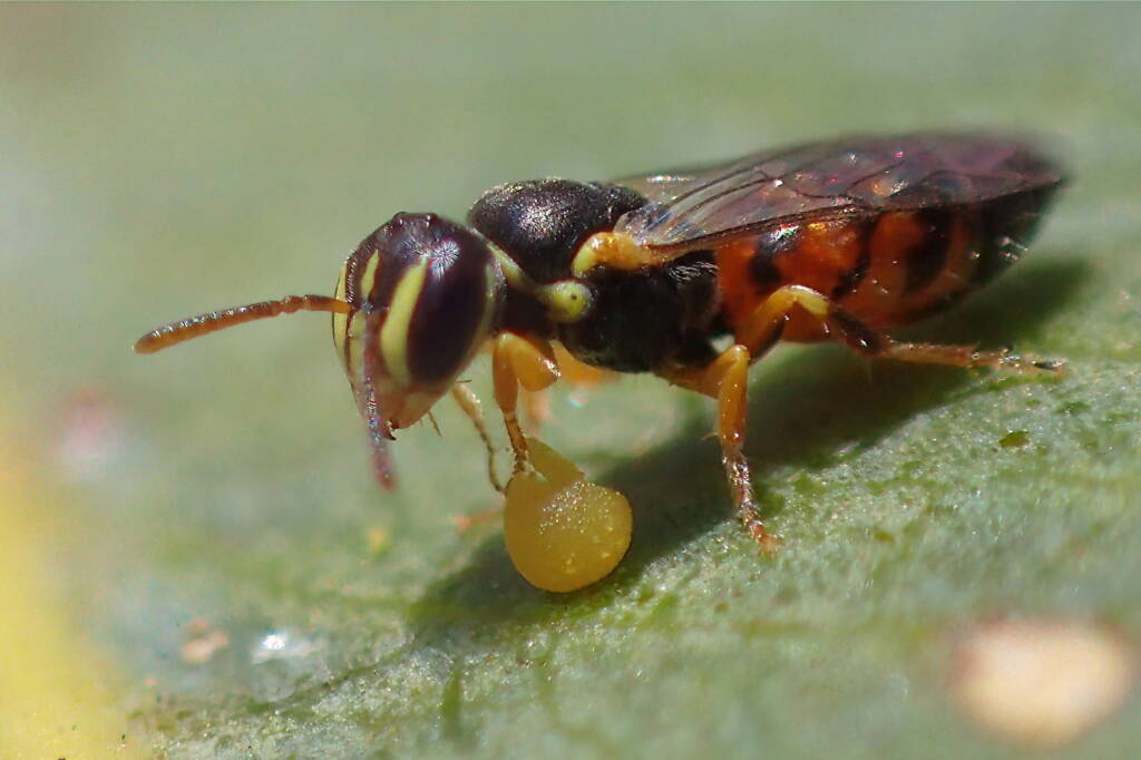 Hylaeus (Prosopisteron) vittatifrons, Midwest WA © Gary Taylor